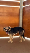 DAISY Imagen 4